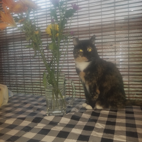 Meet your Posh Ambassador, C - Picture 12 of 16